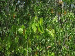 Image result for Croton polytrichus