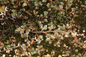 Image result for Selaginella dregei