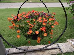 Purlsane can be started in seed containers or sown directly into beds. Purslane In Cast Iron Bean Pot I M Glad I Planted Purslane Orange Flower Flower Pot Garden Flower Planters Flower Pots