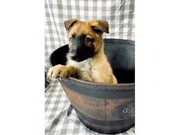 Here are a couple of helpful articles on. German Shepherd Puppies Petland Ashland Kentucky
