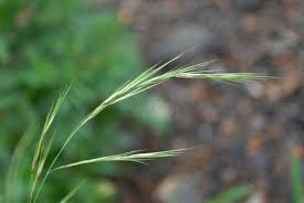 Image result for Aristida meridionalis