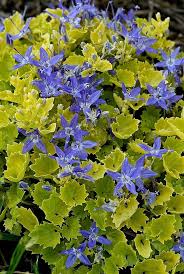 Campanula Dickson S Gold 65mm Elle Plug Plants Companion Gardening Perennials
