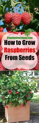 How To Grow Raspberries From Seeds Growing Raspberries Raspberry Plants Growing Strawberries