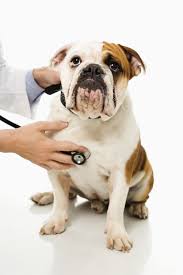 The dog doctors will see you now. 30 Dangers To Your Pets In Summer Pet Safety Tips For Summer