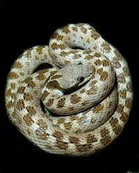 Arizona Night Snake Hypsiglena Torquata Snake Reptiles Nature Photography