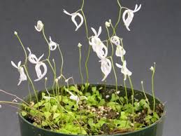 Image result for Utricularia scandens