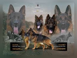 Check spelling or type a new query. Home Zeal German Shepherds