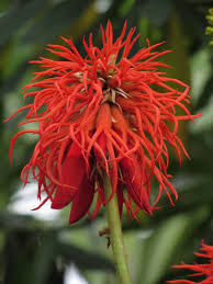 Image result for Erythrina excelsa