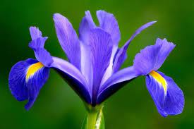 Check spelling or type a new query. Iris Bulbosi Bulbi Coltivare Gli Iris Da Bulbo