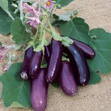 Eggplant Japanese Pickling These Purple Slender Slightly Curved Eggplants Are Full Of Flavors As They Are Mild And Swee Rare Seeds Edible Garden Vegetables