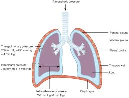 This Diagram Shows The Lungs And The Air Pressure In Different Regions Anatomy And Physiology Thoracic Cavity Physiology