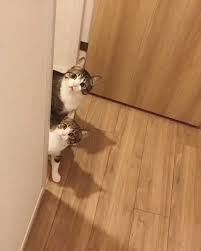 Hey What Is That Cool Cat Tree House Video Cute Animals Cool Cat Trees Cat Tree House