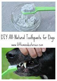 Diy All Natural Toothpaste For Dogs Dog Toothpaste Dog Toothpaste Recipe Diy Dog Toothpaste