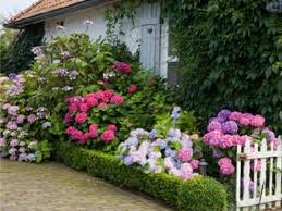 The pia variety grows hardy in u.s. Mini Garden Makeovers Horticulture