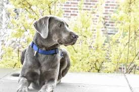 Maybe you would like to learn more about one of these? What S A Silver Labrador Temperament Everything Else