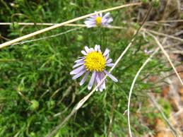 Image result for Felicia muricata