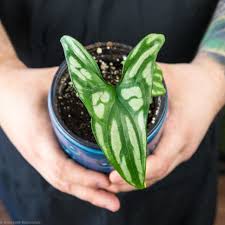 Image result for Cercestis