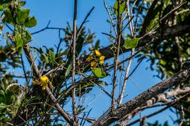 Image result for Rhynchosia caribaea