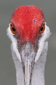 Bird With Red Head And Gray Body Pin By Sammie Russell 4 On Red White Grey Birds Wild Birds Beautiful Birds