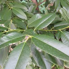 タラヨウ3 5号ポット 花木 庭木の苗 園芸ネット 本店 通販 Engei Net