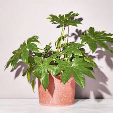 We did not find results for: How To Keep These 15 Low Light Plants Alive