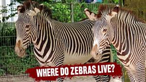 Singapore has always been a melting pot of global cultures, but many are surprised to know that 83% of people who live there speak english! Do Zebras Live In Asia Buy A Tiger