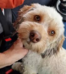 My luna got a new outfit 😍