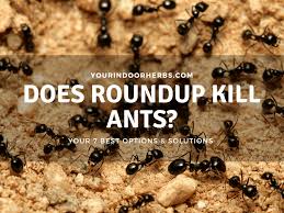 Apart from natural remedies, there are also some other ways to prevent and remove ants from your bed. Does Roundup Kill Ants How To Get Rid Of Ants In The Garden 7 Ways Your Indoor Herbs