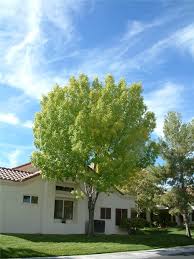 Image result for Fraxinus velutina