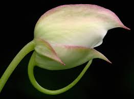 Image result for Balsaminaceae