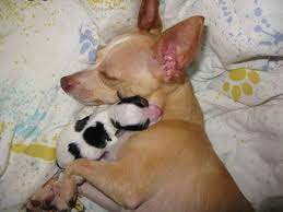 We had a puppy application that had to be deleted due to tech problems. Newborn Baby Chihuahua Pictures Newborn Baby