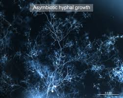 Not only will it make garden maintenance simpler, but your plants will be healthier and you'll be able to recycle your soil eliminating the need to buy or build more soil from scratch. For Asymbiotic Growth Of Arbuscular Mycorrhizal Fungi Feed Them Fatty Acids