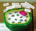 Present in cells of plants, animals and microorganisms. Make A Model Of A Plant Or Animal Cell Science Projects