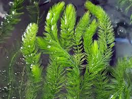 Image result for Ceratophyllum submersum