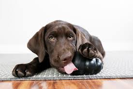 Dog and cat adoption in new hampshire: Think Through The Details Before Bringing Home A New Pet National And World Sentinelsource Com