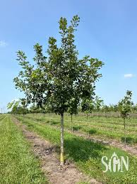Image result for Quercus macrocarpa