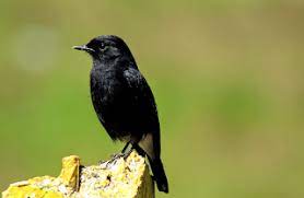 Decu kembang jantan dan betina / jual burung tledekan terlengkap terbaik h… written by spafford purabbighty monday, 2 august 2021 add comment edit. Mengenal Burung Decu Burung Kecil Dengan Kicauan Nyaring Pamankicau