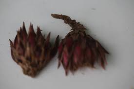 Image result for Thonningia