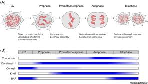 Cells undergo 20 to 50 mitotic divisions in a tissue culture. Mitotic Chromosome Mechanics How Cells Segregate Their Genome Sciencedirect