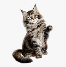 See full list on excitedcats.com Collection Of Free Vector Cat Persian Maine Coon Mixed With Norwegian Forest Cat Kittens Hd Png Download Kindpng