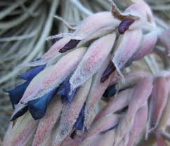 Image result for Pycnostachys coerulea