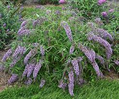 Pin On Buddleia