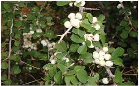 Image result for Flueggea