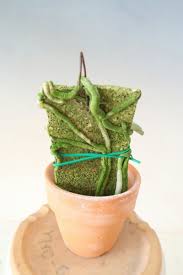 Image result for Cyrtorchis crassifolia