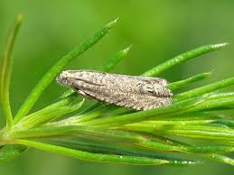 Image result for Cydia microgrammana