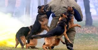 high quality west german puppies showline illinois. Why Do They Use German Shepherds As Police Dogs Quora