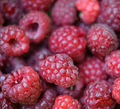 Image result for Rubus iringanus