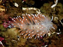 Image result for Bulbostylis nudiuscula
