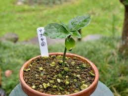 青空 Gardening 鉢物