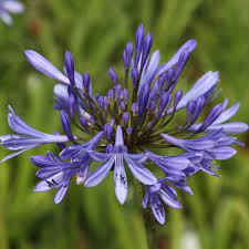Agapanthus Africanus African Lily Agapanthus Africanus African Lily Agapanthus Plant